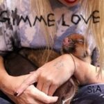 GIMME LOVE Chords Sia